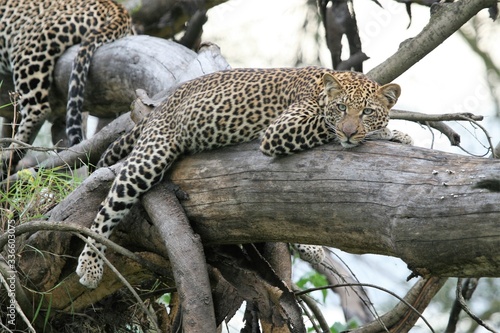 A beautiful close up of a leopard lying on a tree trunk