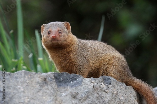 A close up shot of a golden mongoose on a rock photo