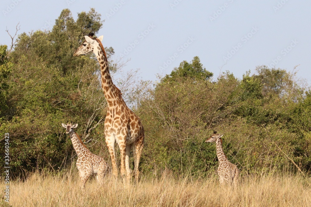 Obraz premium A giraffe and two babies