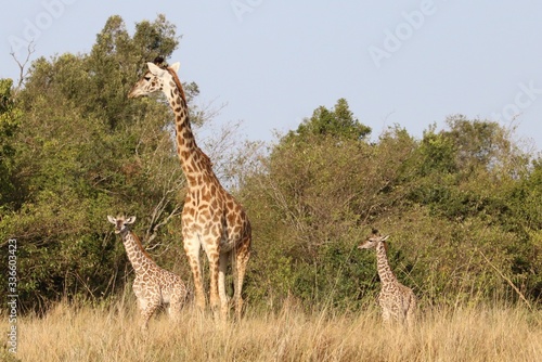 A giraffe and two babies