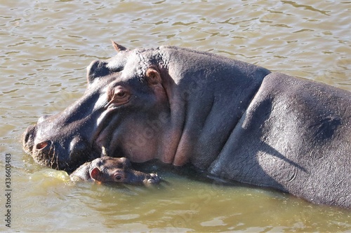 A hippo with a very small baby beside her.