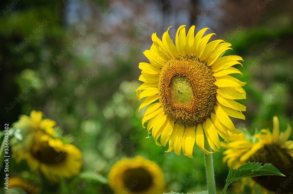Obraz premium Beautiful yellow sunflower in the farm background