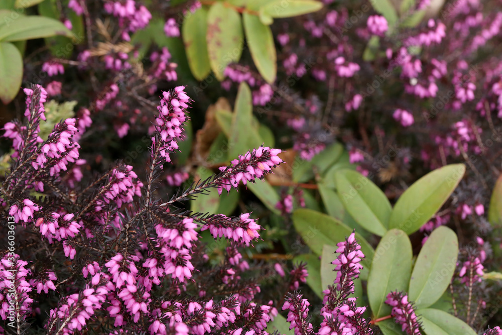 Obraz premium Erica carnea - winter heath, winter flowering heather, spring heath