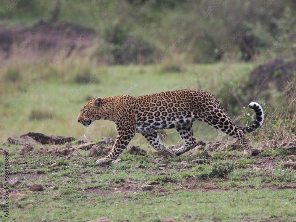 A mid shot of a leopard sideview. A mid shot of a leopard sideview.