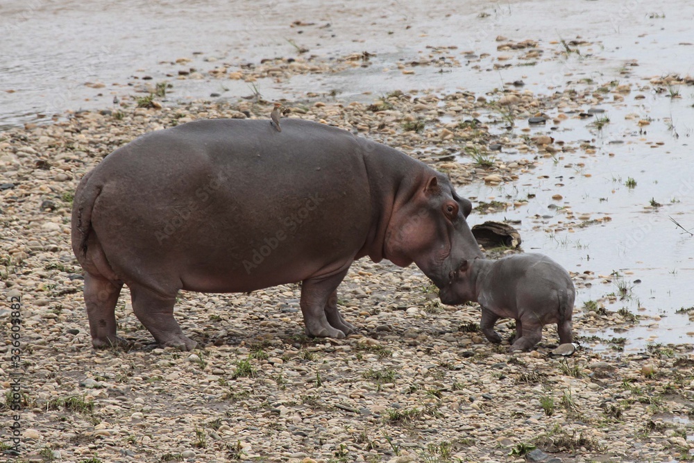 A mother hippo and a very young baby.j A mother hippo and a very young baby.j