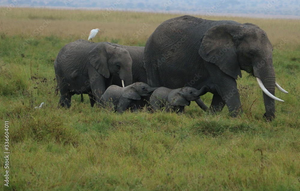  A rare scene of an elephant with twin babies in the wild