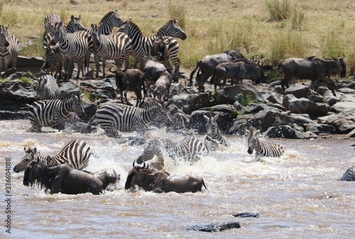 A scrumble of animals crossing mara river