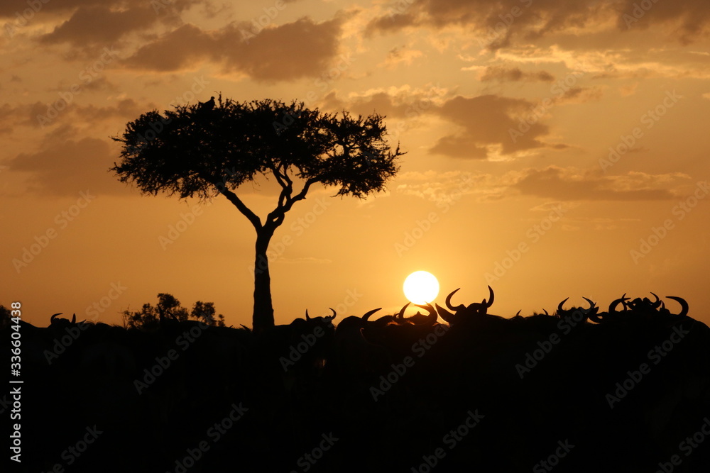 acacia tree, wildebeests and sunset in the background.