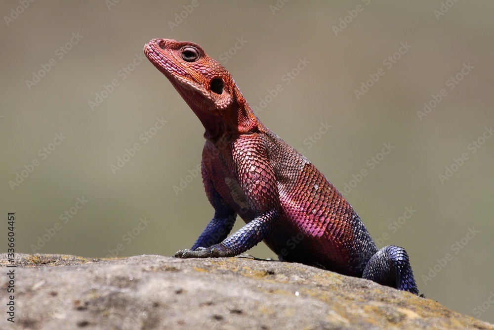 Agama lizard enjoying sun on a rock Agama lizard enjoying sun on a rock