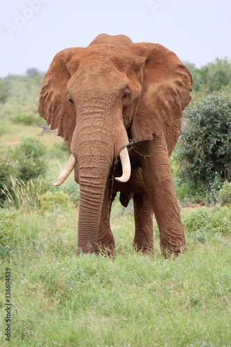 An old elephant posing in the bush