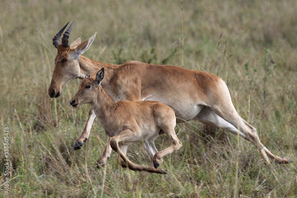 Heartebeest running with a baby beside her Heartebeest running with a baby beside her