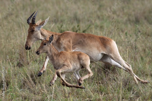 Heartebeest running with a baby beside her