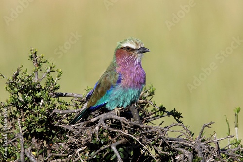 lillac breasted roller sitting on a green bush © naturespy