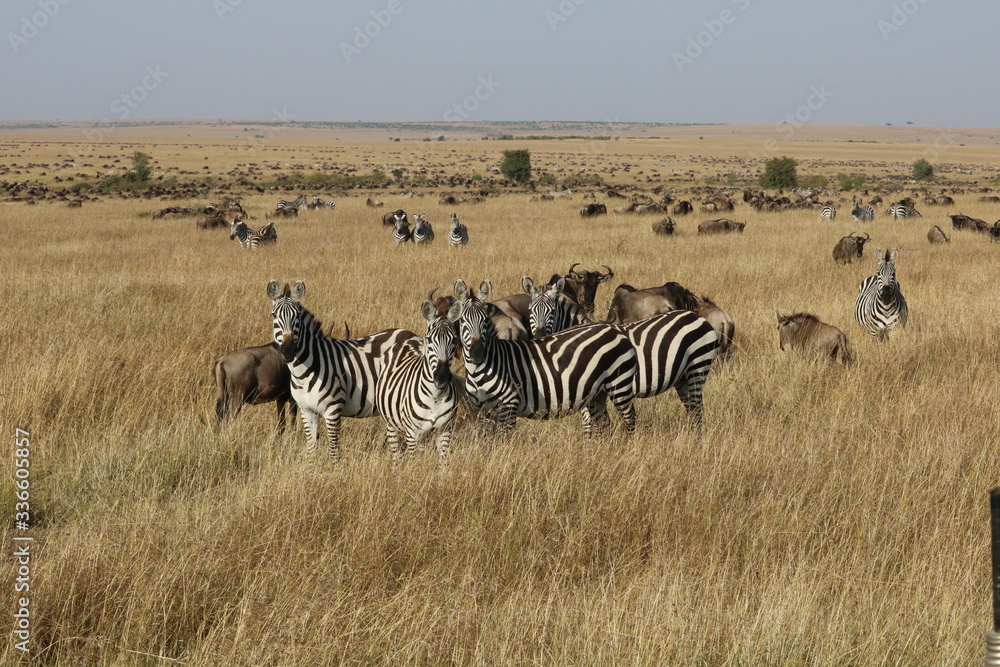 Naklejka premium Many wildebeests and zebras during migration