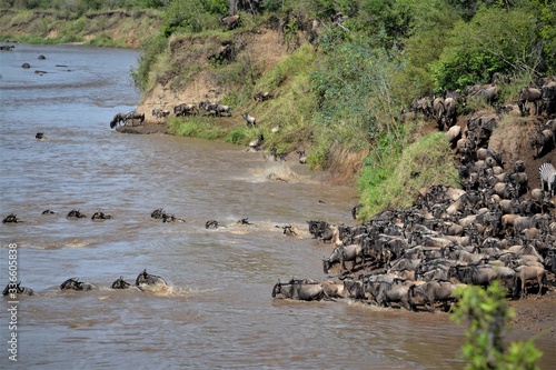  Many wildebeests crossing mara river at different points.