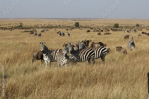  Many wildebeests and zebras during migration