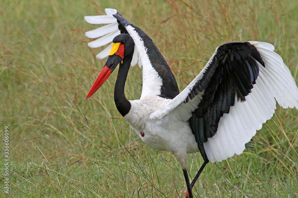  saddle billed stork with open wings ready to fly.