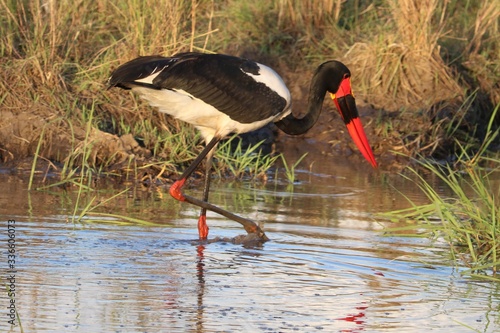 Saddle billed stork looking for food. photo