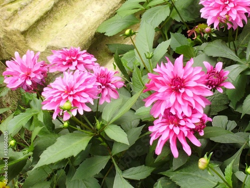 pink flowers in the garden