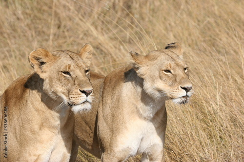  Two heads of lionesses watching the plains keenly