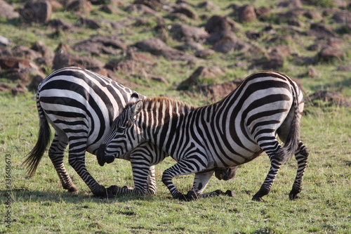  Two zebras busy fighting bitting their legs