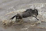 wildebeest attempts to cross the river alone