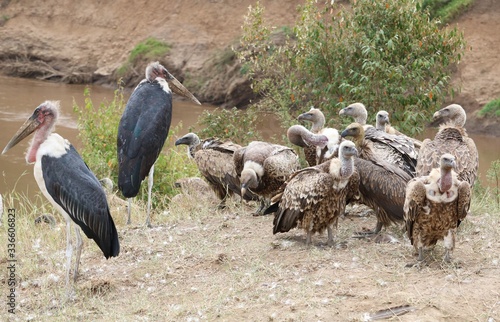  vultures and marabou stocks waiting for wildebeests to die.