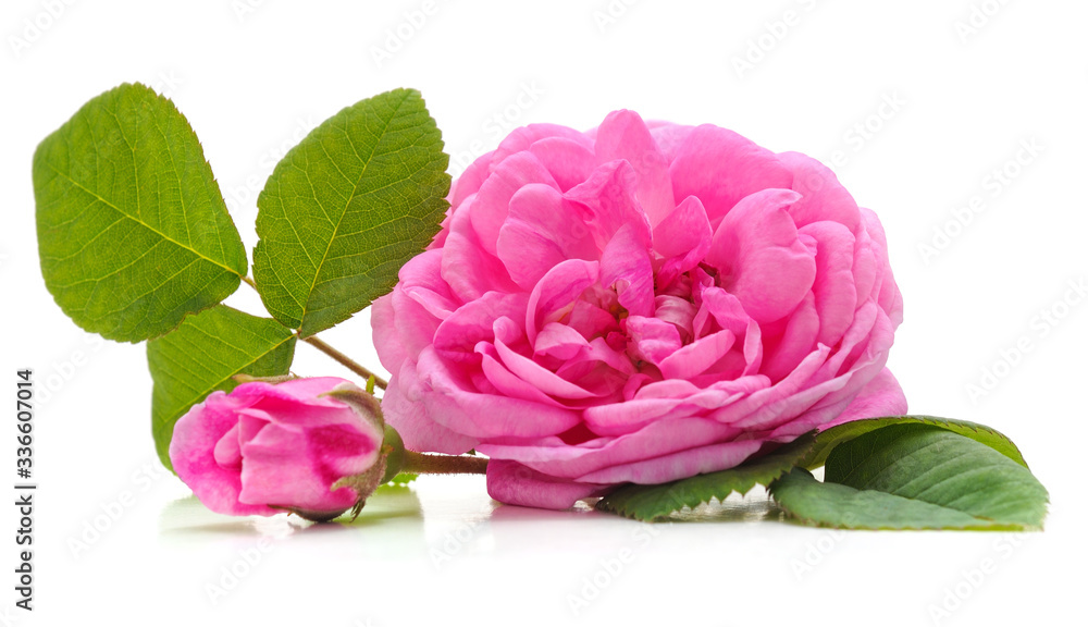 Pink rose and leaves.