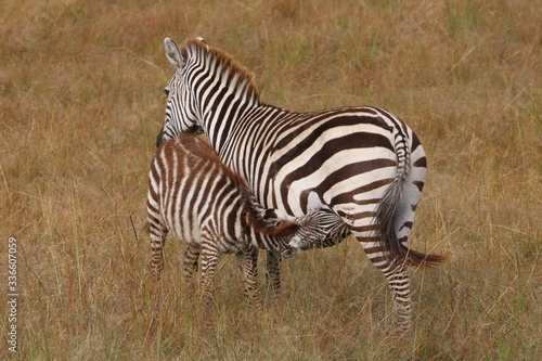  zebra baby nursing in the bush.