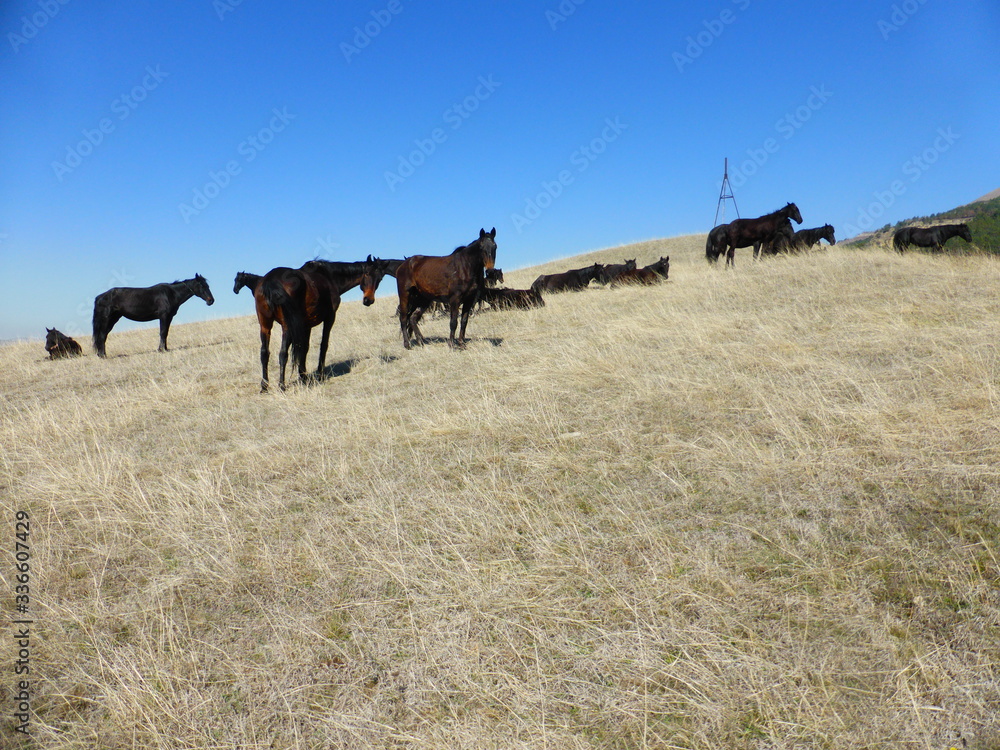 A herd of horses resting on the hillside A herd of horses resting on the hillside