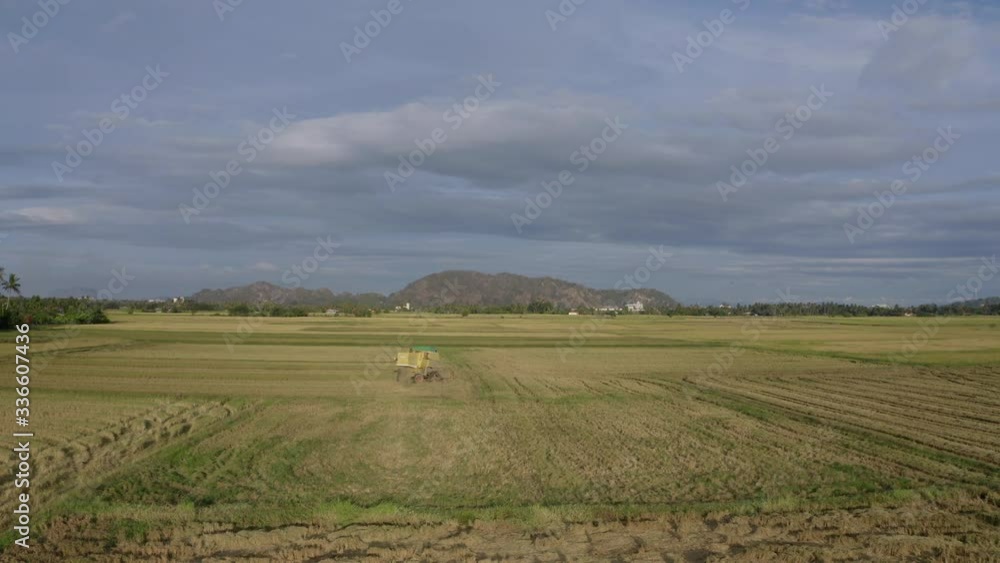 A combine harvester is reaping golden mature rice plant in the paddy field. Rolling clouds in background. Backward shot A combine harvester is reaping golden mature rice plant in the paddy field. Rolling clouds in background. Backward shot