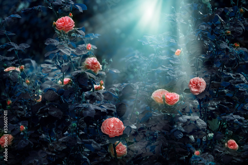 Fotografie Blooming pink roses flowers in fabulous night mystical garden on mysterious fair