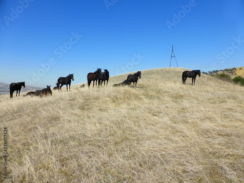 A herd of horses resting on the hillside © Kemal Kozbaev