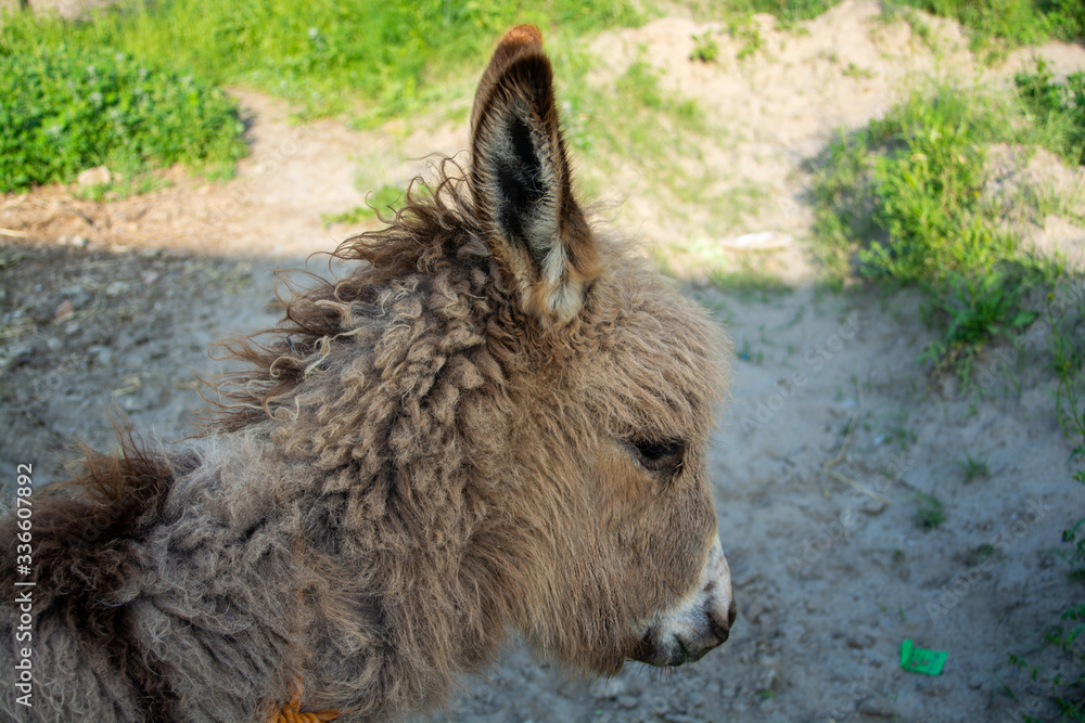 Fototapeta premium Fluffy hairs of a young donkey in the field