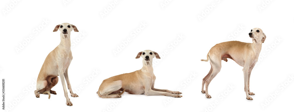 Naklejka premium Collage set of three Italian Greyhound dogs&nbsp;posing in the studio
