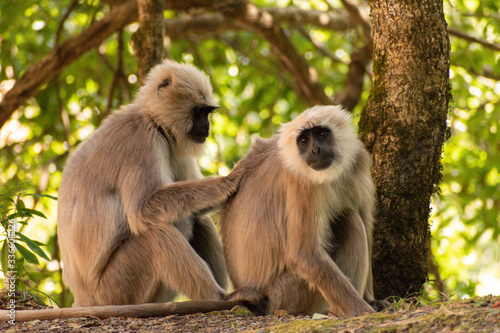 Indian Gray langur