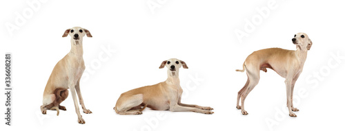 Collage set of three Italian Greyhound dogs posing in the studio