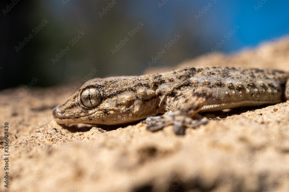 detail of the eye of a gecko. Tarentola mauritanica is a species of gecko (Gekkota) native to the Mediterranean area. detail of the eye of a gecko. Tarentola mauritanica is a species of gecko (Gekkota) native to the Mediterranean area.