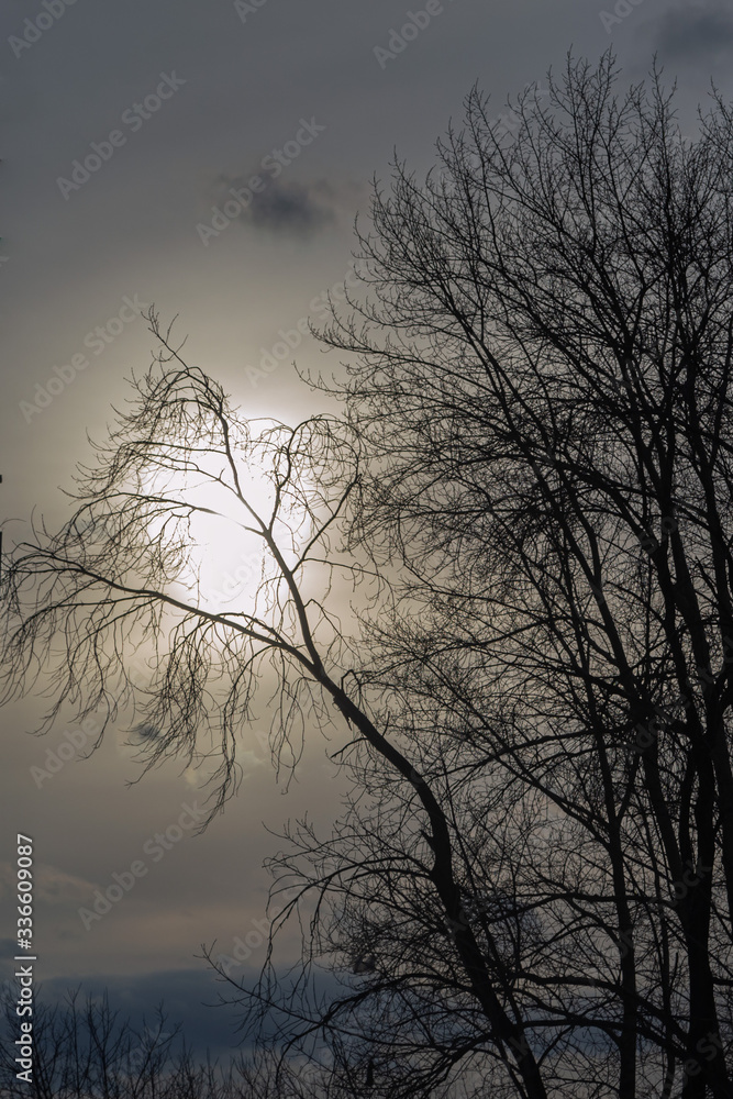 Natural background. Tree branches against the setting sun Natural background. Tree branches against the setting sun