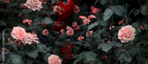 Blooming pink and red roses flowers in mystical garden on mysterious fairy tale spring or summer floral background, fantasy nature dreamy evening landscape toned in low key, dark tones and shades photo