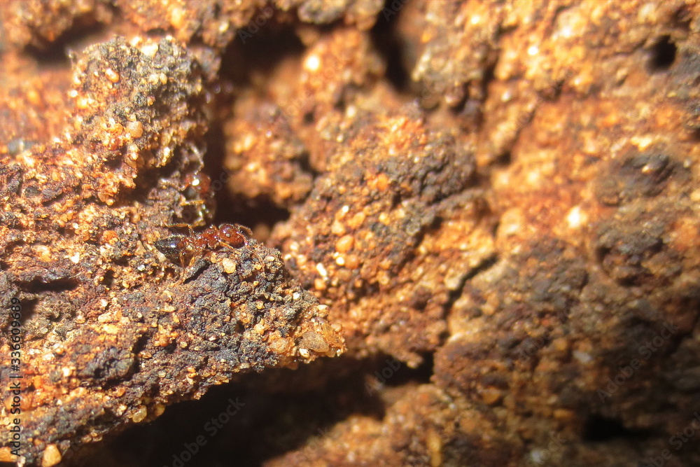 Details of the termite ants in their nest