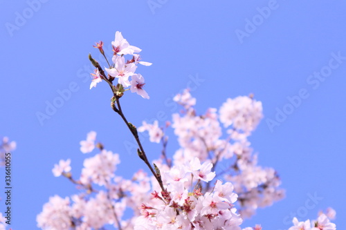 さくら咲く