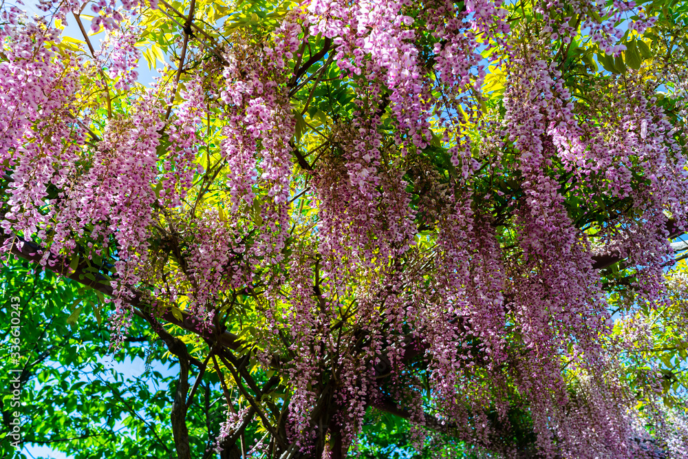 Lilac wisteria flowers blooming overhead Lilac wisteria flowers blooming overhead