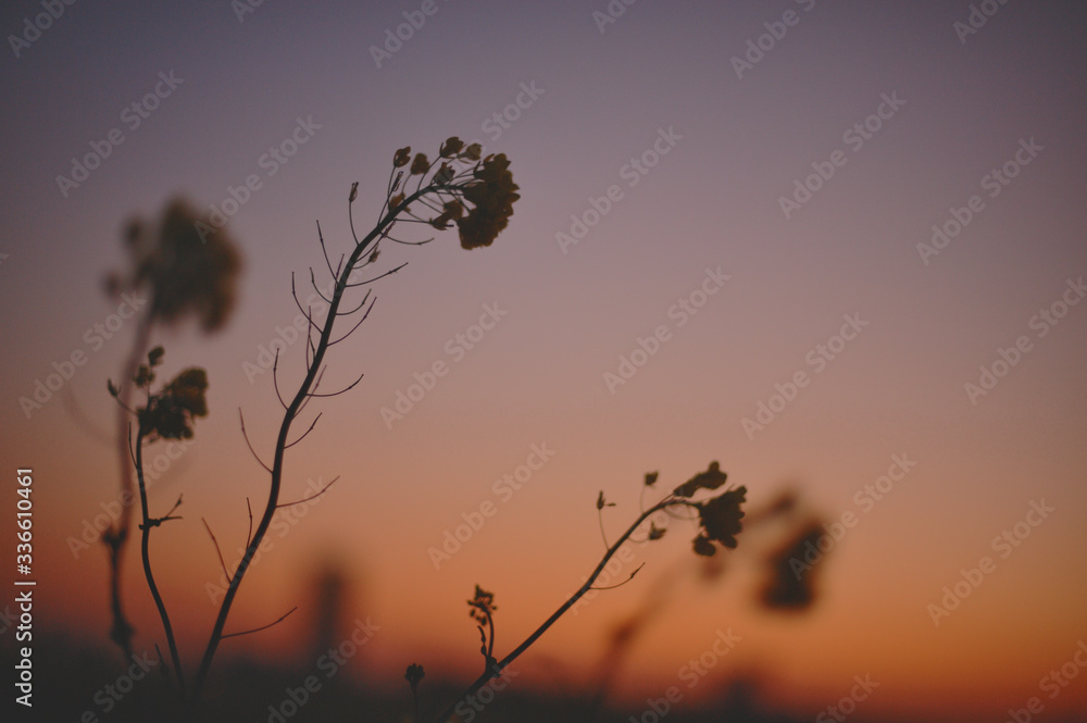 Obraz premium Rape blossoms in sunset