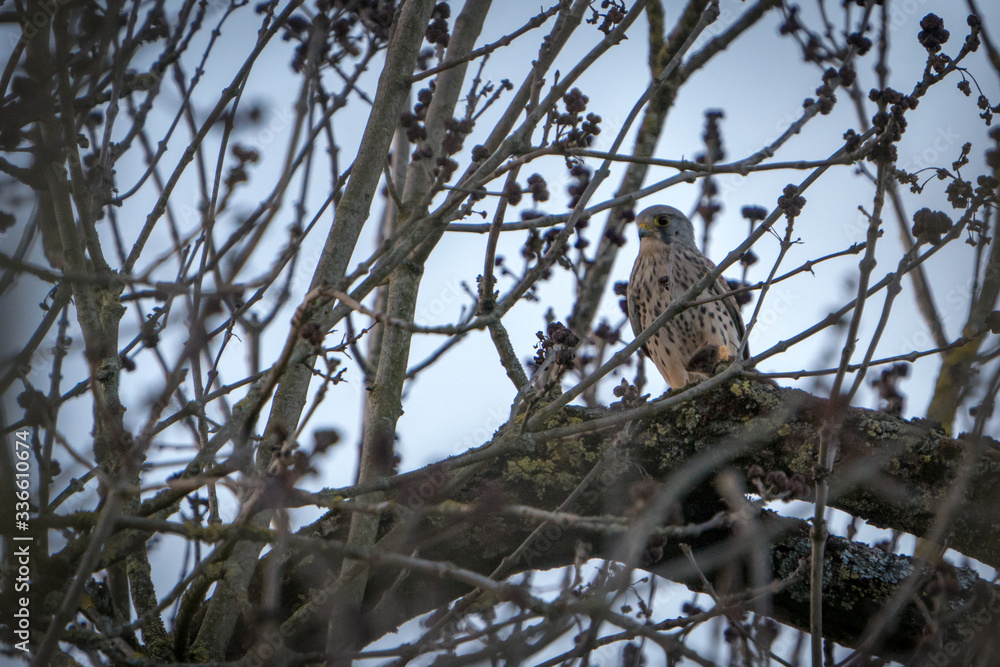 The Common Kestrel (Falco tinnunculus) The Common Kestrel (Falco tinnunculus)