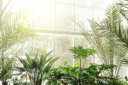 Green plants in botanical garden indoor.