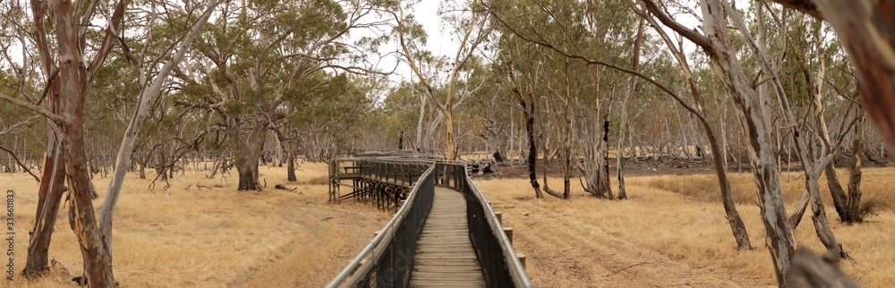 panorama of an empty elevated board walk leading through a national park in rural Victoria, surrounded by native eucalyptus trees and wild grasses, Nhill, Australia