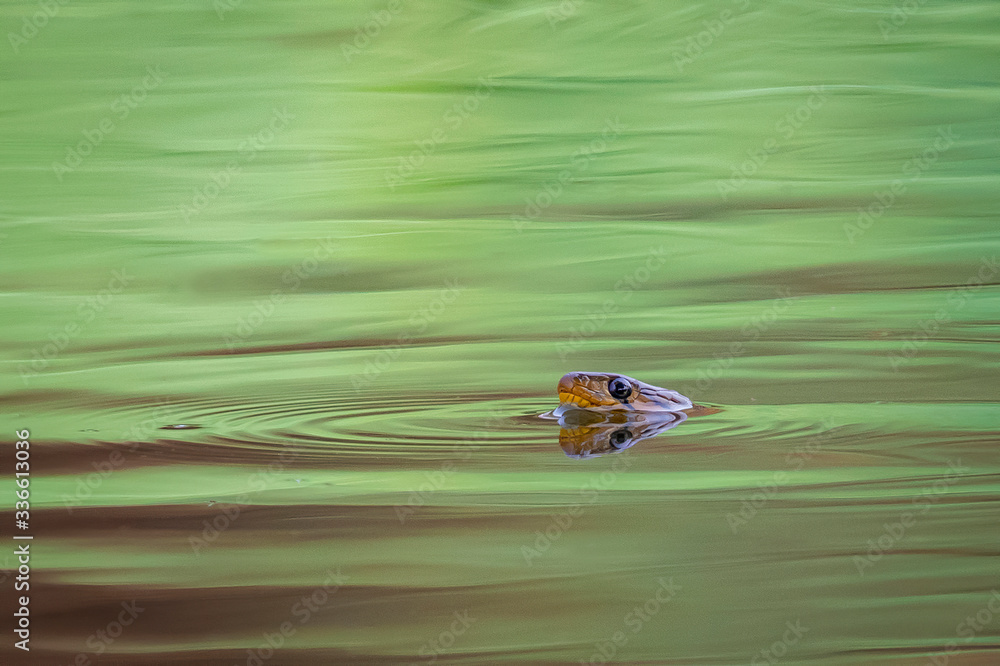 Fototapeta premium Image of snakes are swimming on the river. Reptile. Animals.
