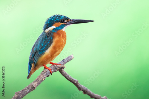 Image of common kingfisher (Alcedo atthis) perched on a branch on nature background. Bird. Animals.