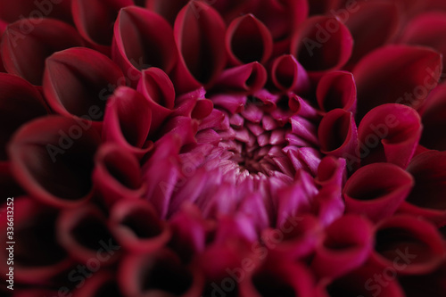 Wallpaper Mural close up of a red dahlia flower Torontodigital.ca